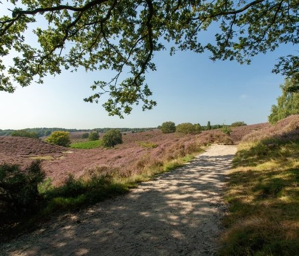 Een pad dat door de Drentse heide loopt in de natuur