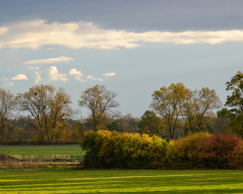 Drents landschap en natuur. Bomen en weiland